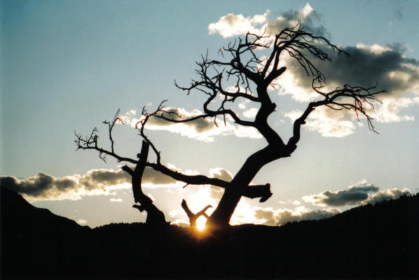 Burmis Tree Late Day