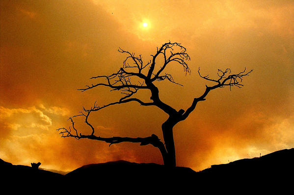 Burmis Tree with Fire