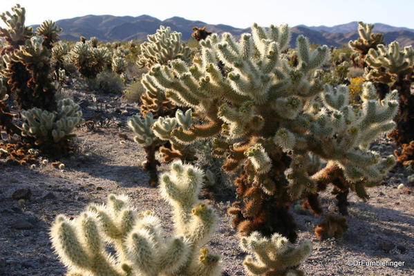 Joshua Tree National Park. Teddy Bear Cholla, Cholla Cactus Garden.