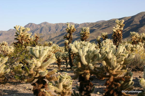 Joshua Tree National Park. Teddy Bear Cholla, Cholla Cactus Garden.