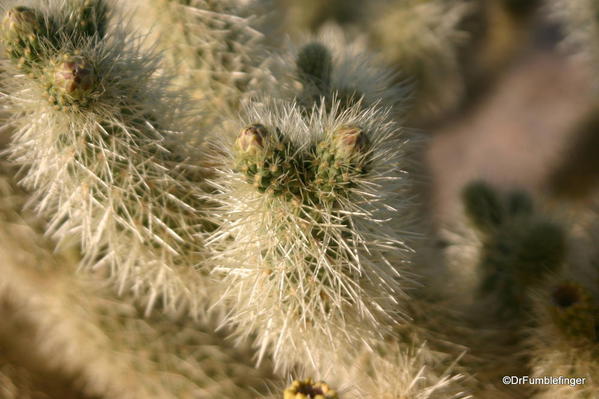 Joshua Tree National Park. Teddy Bear Cholla, Cholla Cactus Garden.