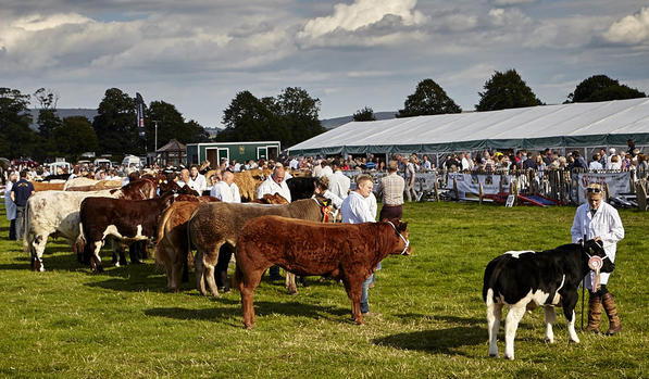 Cattle prizes 1024 72