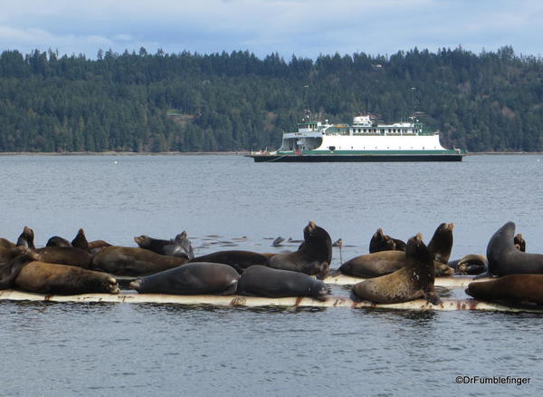 California Sea Lion colony, Fanny Bay, B.C.