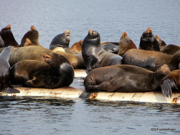 California Sea Lion colony, Fanny Bay, B.C.