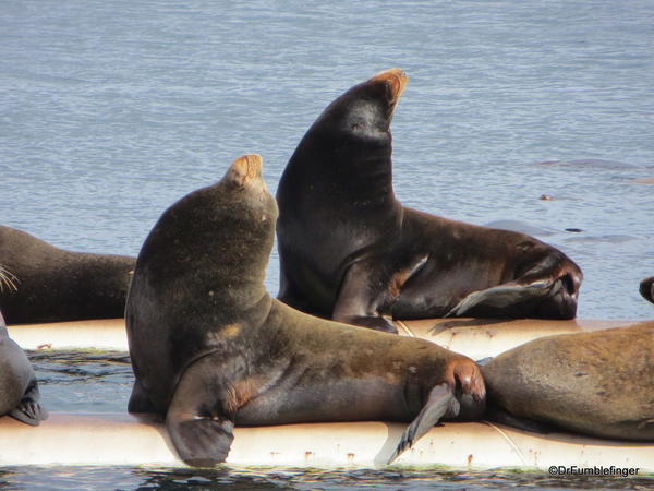 California Sea Lion colony, Fanny Bay, B.C.