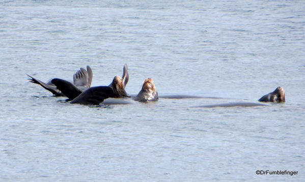 California Sea Lion colony, Fanny Bay, B.C.