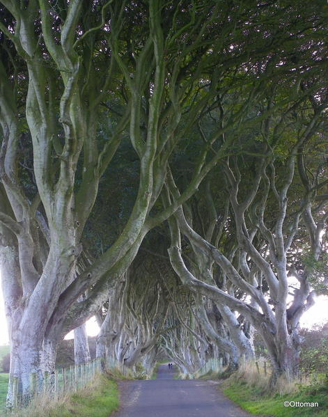 Dark Hedges 1