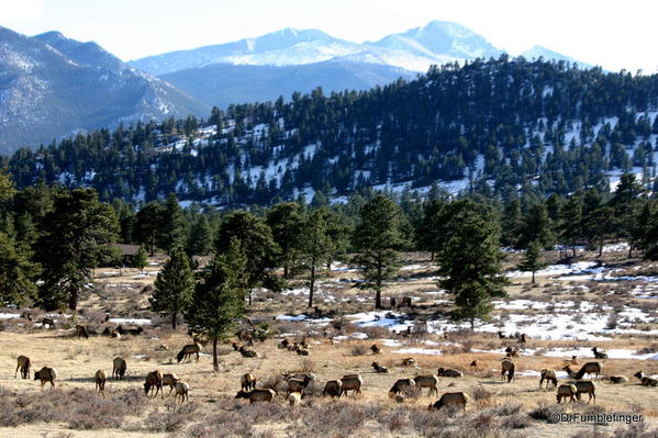 Large herd of elk, Rocky Mountain National Park