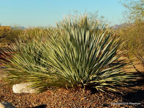 Desert Spoon