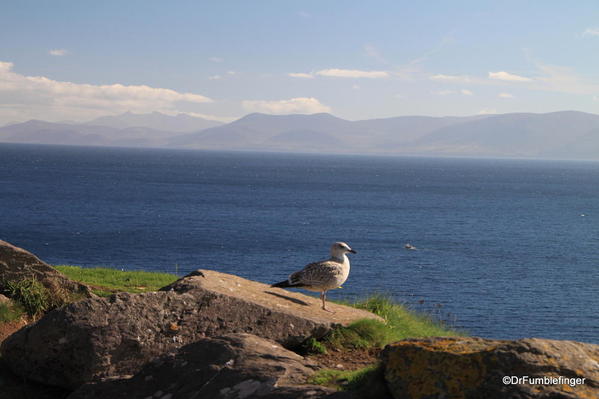 Dingle Peninsula. Seagulls with Slea Head.