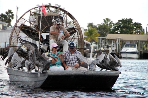 Everglades City. Hitch-hiking pelicans