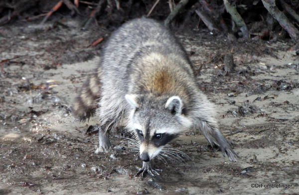 Everglades raccoon near Everglades City