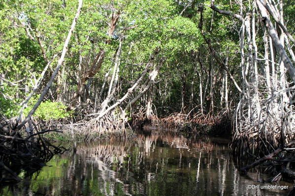 Everglades City. Mangroves