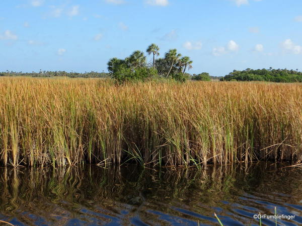 Everglades. River of grass off the Tamiami Trail