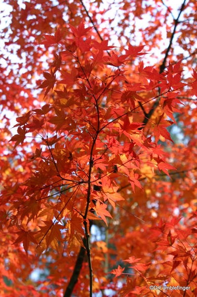 Nishinomiya Tsutakawa Japanese Garden in Autumn, Manito Park, Spokane