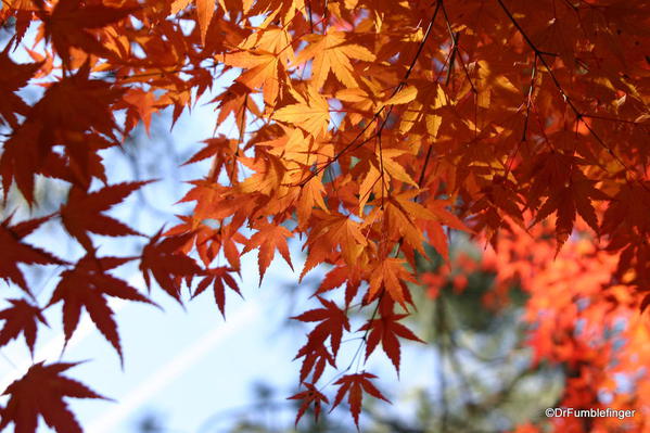 Nishinomiya Tsutakawa Japanese Garden in Autumn, Manito Park, Spokane