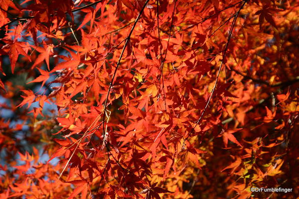 Nishinomiya Tsutakawa Japanese Garden in Autumn, Manito Park, Spokane