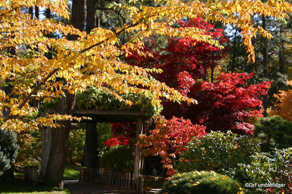 Nishinomiya Tsutakawa Japanese Garden in Autumn, Manito Park, Spokane