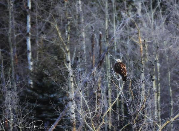 Ferruginous Hawk