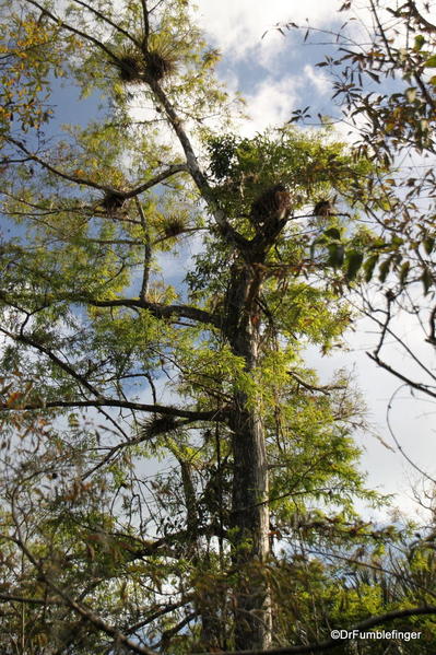 Florida Eveerglades Big Cypress Bend Boardwalk 2013 006 Cypress with epiphytes