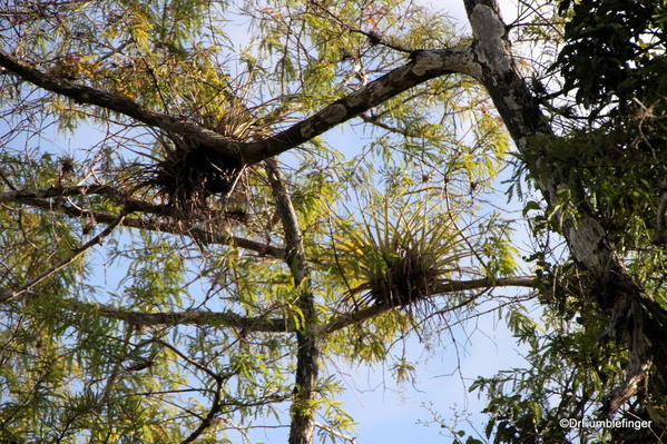 Florida Eveerglades Big Cypress Bend Boardwalk 2013 007 Cypress with epiphytes