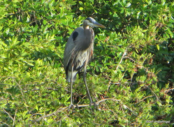 Florida Eveerglades Big Cypress Bend Boardwalk 2013 038 Great Blue Heron