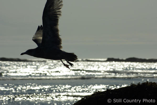 Flying Gull