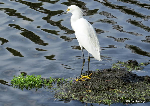 Egret