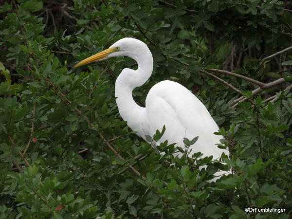 Great Egret