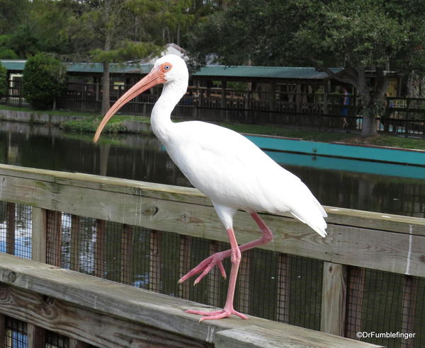 American White Ibis