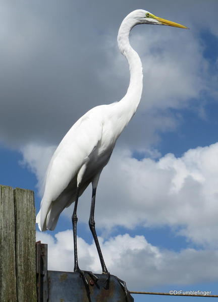 Great Egret