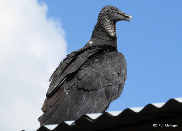 American Black Vulture