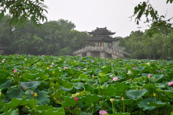 One of the lotus patches found on the vast area of the lake edge