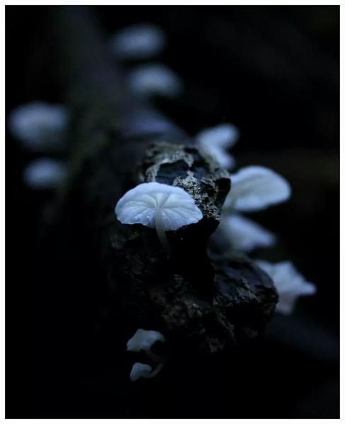 Glowing Mushrooms