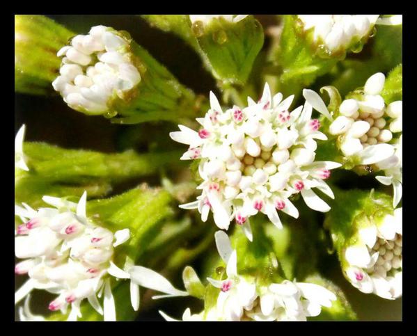 Wild Flowers