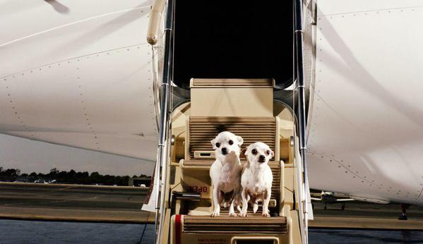 JFK pets. Courtesy fortune and gettyimages