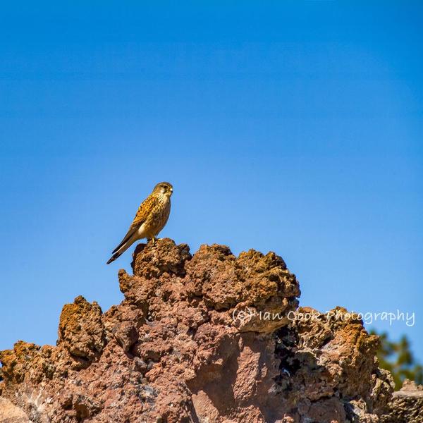 Journey to the top of Mount Teide 6