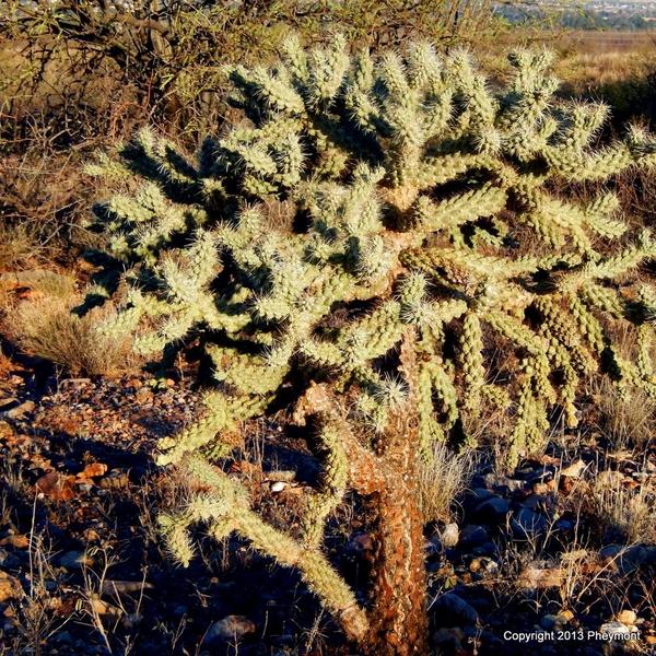 Jumping Cholla