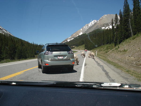 Kananaskis Country 01. Bighorn sheep