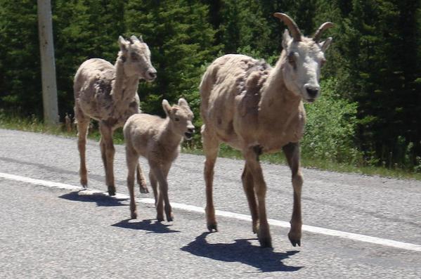 Kananaskis Country 02. Bighorn sheep