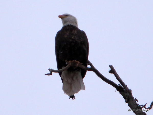 Mature bald eagle, Wolf Lodge Bay, Lake Coeur d