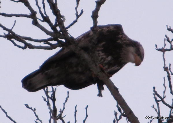 Juvenile Bald eagle eating a small salmon Wolf Lodge Bay, Lake Couer d;Alene.