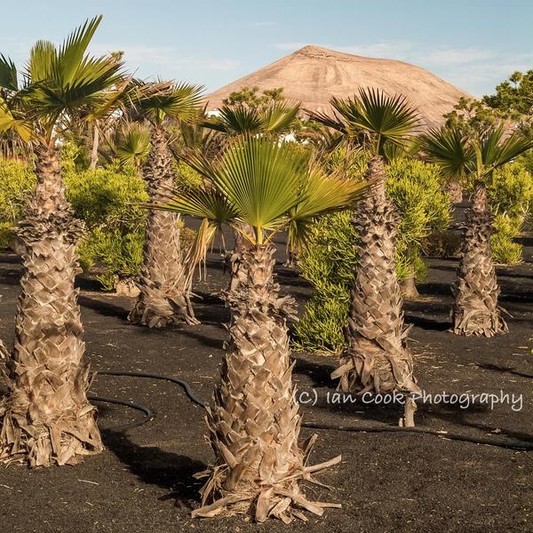 Lanzarote 2