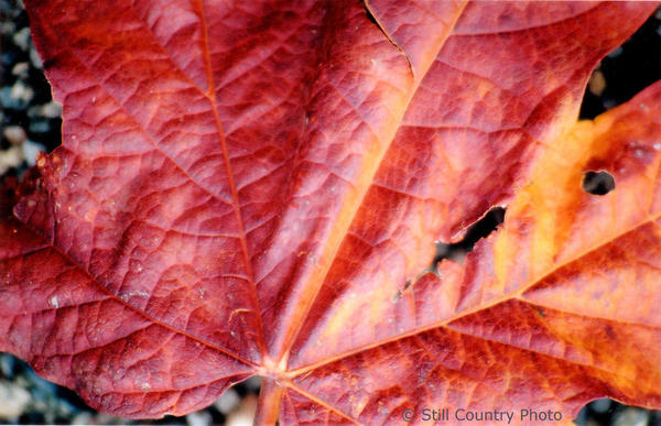 Leaf 1 WM