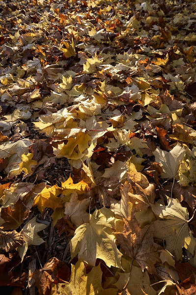 Leaves McG 011116 2 +