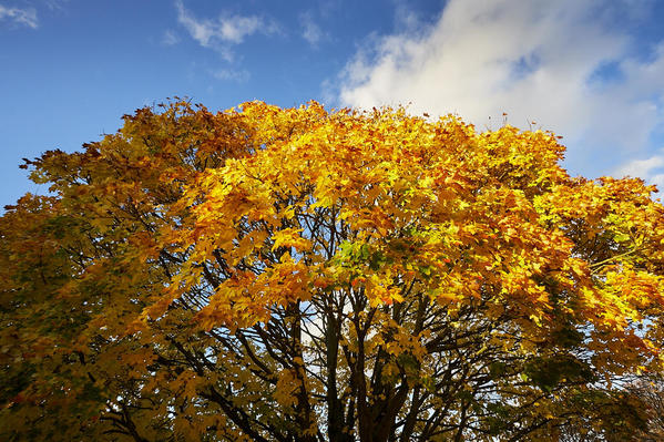 Leaves McG 011116 4