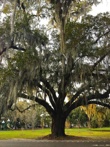 Live Oak