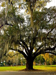 Live Oak Tree