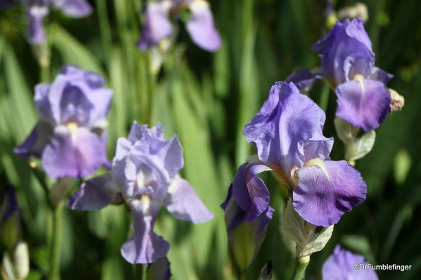 Irises in Montsoreau, Loire Valley