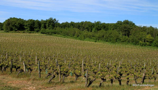 Vineyards, Loire Valley